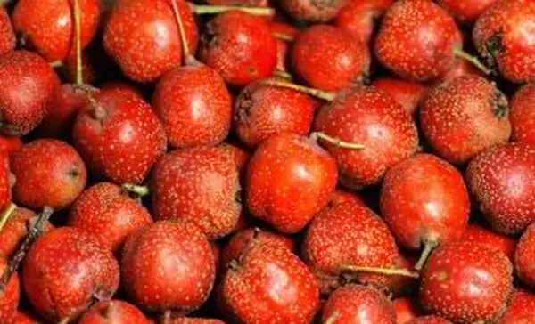 익은 호손 이과