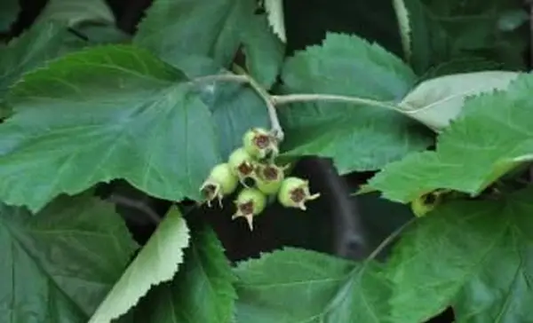 설 익은 산사 나무 열매