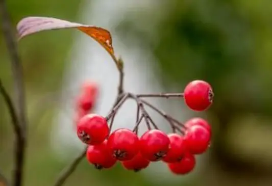 워싱턴 호손 과일