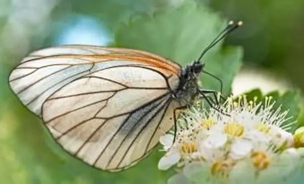 호손 꽃에 나비