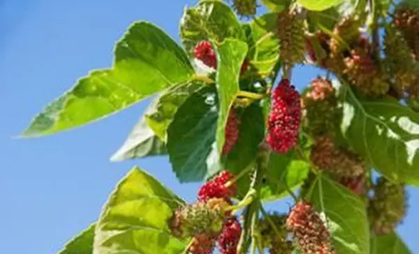 Fruit du mûrier rouge