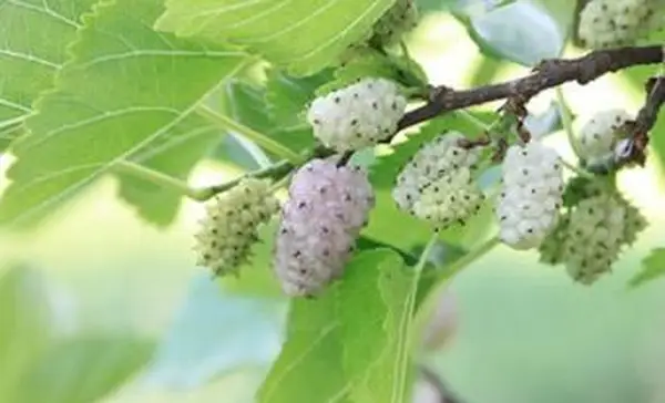 Fruit de mûrier blanc
