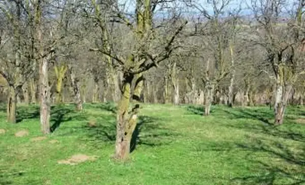 Vecchio frutteto di prugne prima della fioritura