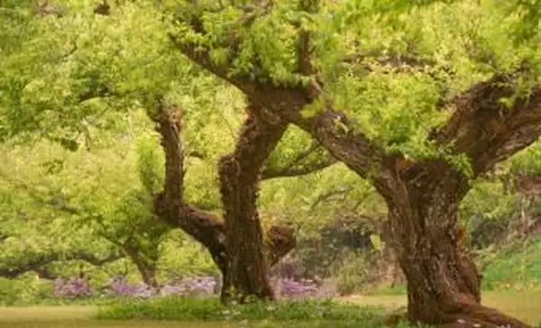 Grandi susini in giardino