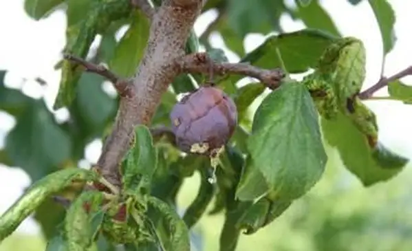 Prugna sul ramo con danni da insetti