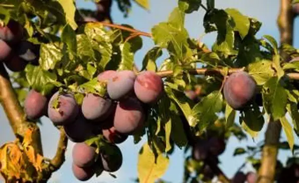 Foglie e prugne sull'albero