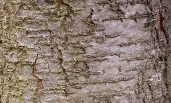 Primo piano della corteccia del susino