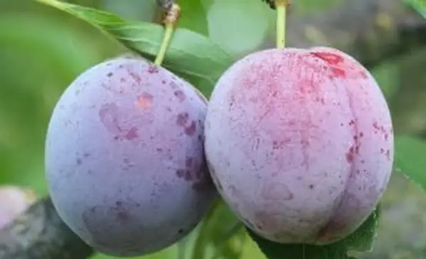 Due prugne giapponesi mature sul ramo