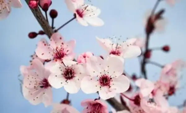 Primo piano di fiori di pruno