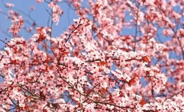 Fiori di pruno rosa sui rami