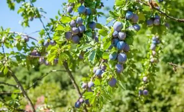 Frutti di prugna viola sui rami