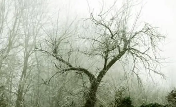 Susino morente in inverno