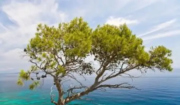 Gerusalemme Pinus Jerusalem