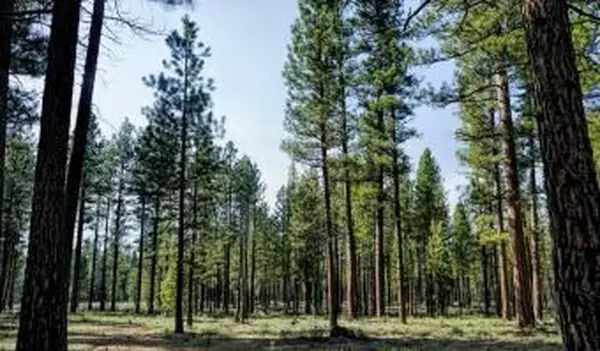 Pinus giallo occidentale