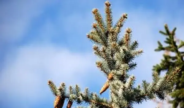 Pinus a foglia grigia