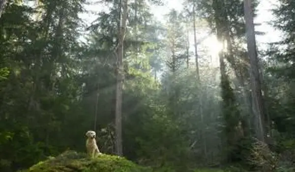 Bosco di pini in primavera