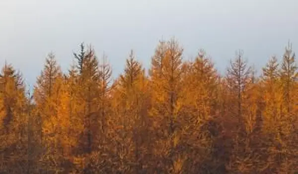 Alberi di pino autunnale