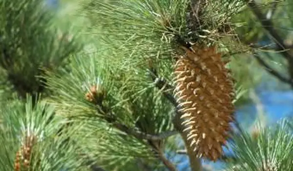 Pinus Coulteri