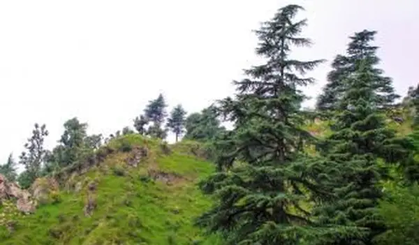 Pinus dell'Himalaya