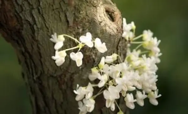 꽃으로 덮여 흰색 Redbud 나무 줄기