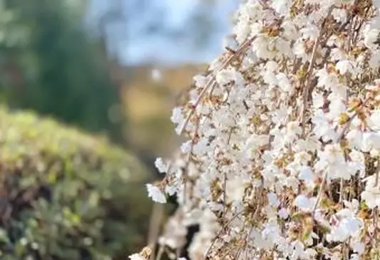 이른 봄에 피는 계단식 수양 벚나무