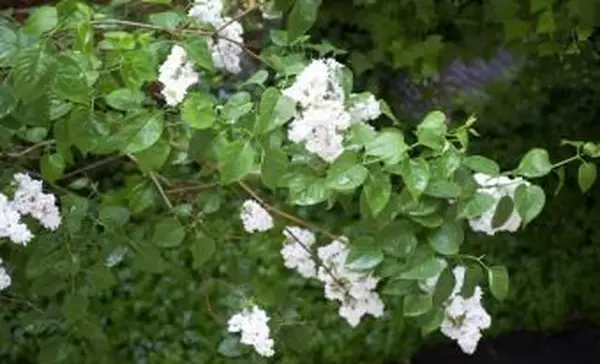 Syringa vulgaris의 꽃과 잎