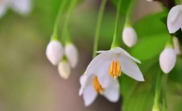 우아한 일본 스노우 벨