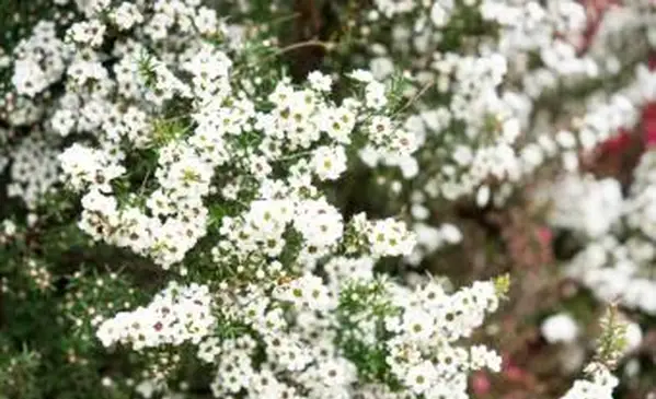 꽃이 피는 마누카 Leptospermum scoparium 나무