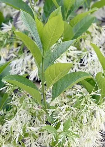 화이트 프린지 트리 (Chionanthus virginicus)