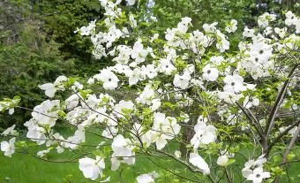 봄 정원에서 흰색 꽃 층 층 나무