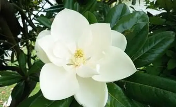 흰색 남부 목련 꽃