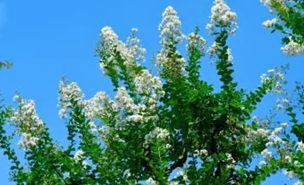 일본 백일홍 꽃