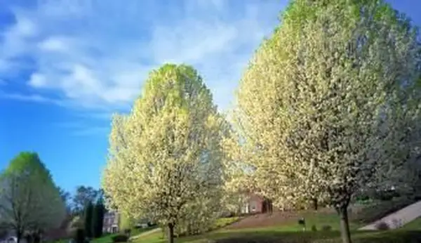 봄에 두 브래드 포드 배나무를 덮고있는 흰 꽃