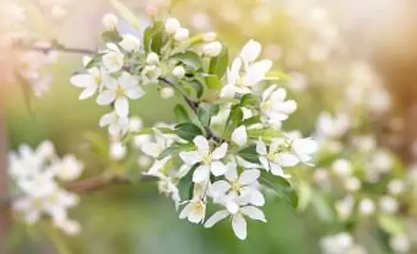 Malus Transitoria, 잘린 잎 게 사과