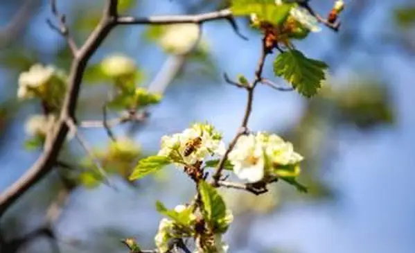 꽃이 만발한 워싱턴 호손 나무