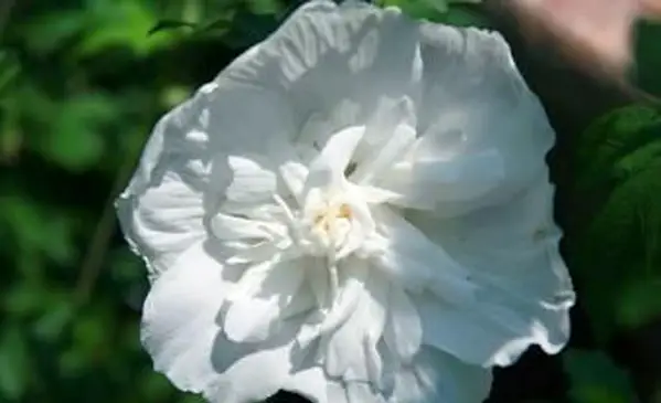 히비스커스 시리아 쿠스 화이트 쉬폰