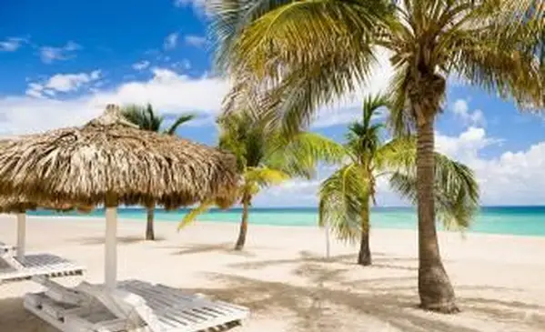 Silhouette di palme al tramonto