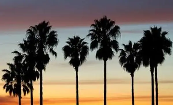 Palme a Orlando, Florida