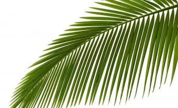 Fronde di palma verdi