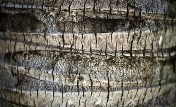 Corteccia di palma su tronco