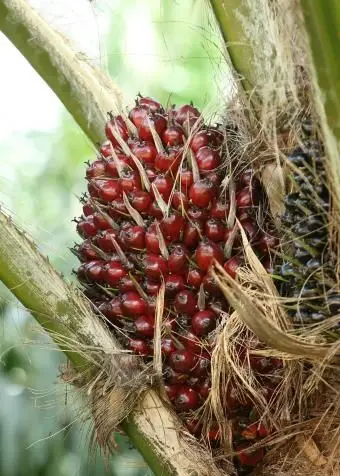 Frutto della palma sull'albero