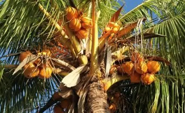 Gruppo di palme al mattino