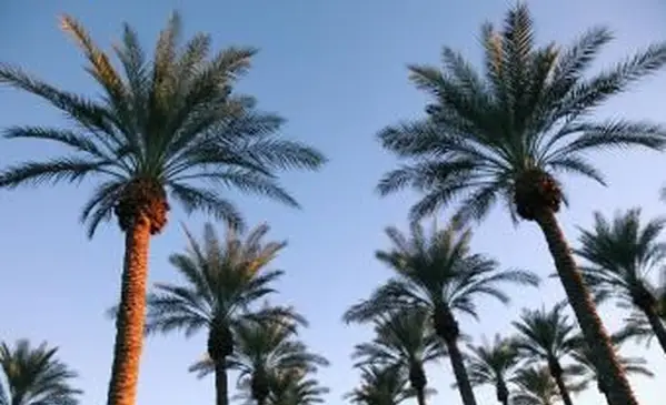 Semi di olio di palma