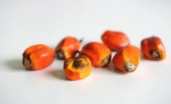 Palme vicino a sedie a sdraio sulla spiaggia