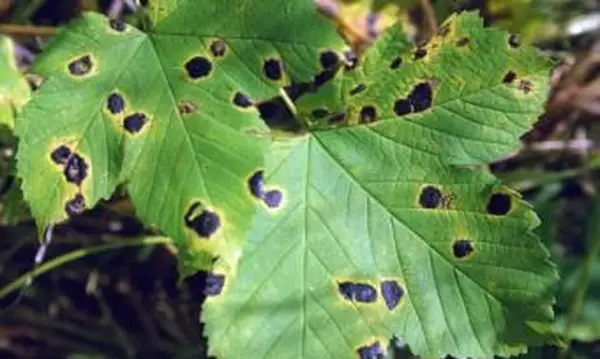 Sapstreak 사진 Manfred Mielke, USDA 산림청, Bugwood.org http://www.forestryimages.org/browse/detail.cfm?imgnum=1399049