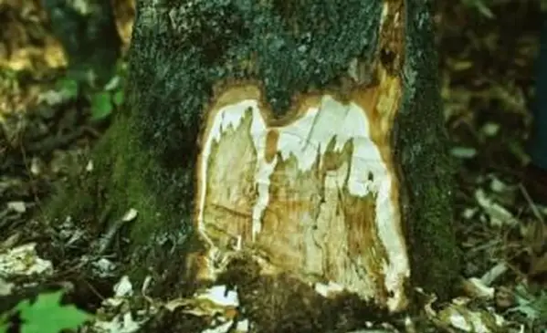 Sapstreak 사진 Manfred Mielke, USDA 산림청, Bugwood.org http://www.forestryimages.org/browse/detail.cfm?imgnum=1399046