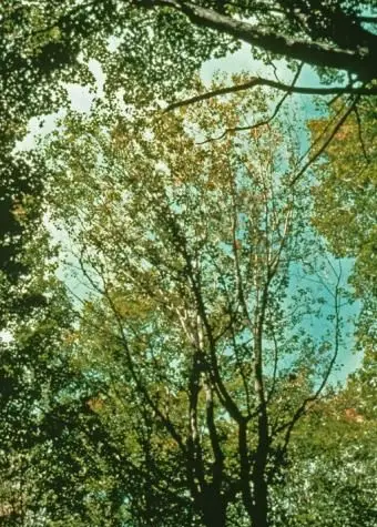 Sapstreak 사진 USDA 산림청-Northeastern Area Archive, USDA Forest Service, Bugwood.org http://www.forestryimages.org/browse/detail.cfm?imgnum=1396132