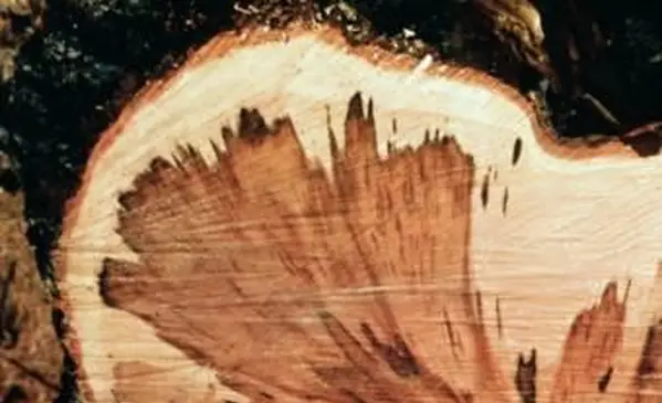 phyllosticta와 메이플 리프