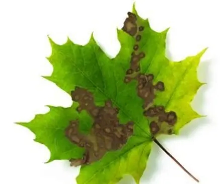 Joseph O의 Phyllosticta 사진