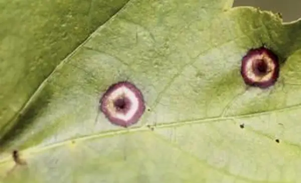 Joseph O의 Phyllosticta 사진